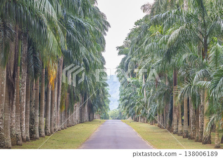 Peradeniya, Royal Botanic Gardens near of Kandy town in Sri Lanka. Inviting tropical road through a majestic palm tree alley, leading to distant hills under a soft, bright sky, evoking tranquility Peradeniya, Royal Botanic Gardens near of Kandy town in Sri Lanka. Inviting tropical road through a majestic palm tree alley, leading to distant hills under a soft, bright sky, evoking tranquility 138006189