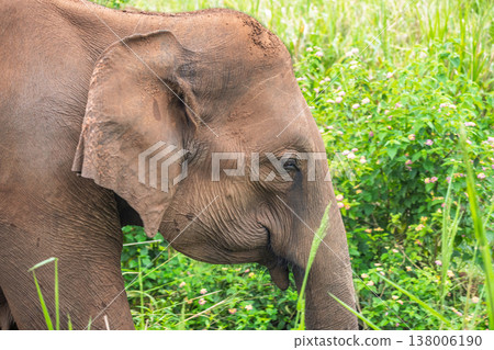 Close-up profile of a majestic elephant foraging amidst lush green foliage in its natural outdoor habitat during daylight. Hurulu Eco Park Safari in Sri Lanka. 138006190
