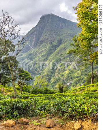 Ella rock mountain in Sri Lanka. Verdant Mountain Landscape with Lush Tea Plantations Under a Sky Filled with Clouds, Serene Natural Beauty 138006195