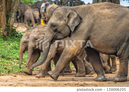 Family of majestic giants with two adorable calves walk together on a path in a natural wilderness setting. Elephant Transit Home in Udawalawe National Park in Sri Lanka, Asia. Family of majestic giants with two adorable calves walk together on a path in a natural wilderness setting. Elephant Transit Home in Udawalawe National Park in Sri Lanka, Asia. 138006205