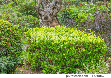 Peradeniya, Royal Botanic Gardens near of Kandy town in Sri Lanka. Cocaine plant, vibrant green foliage and diverse plants thrive in a lush, peaceful garden setting, showcasing natural beauty. 138006208