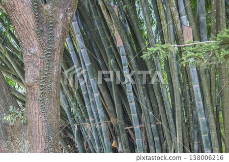 Peradeniya, Royal Botanic Gardens near of Kandy town in Sri Lanka. Natural Wood Texture and Lush Bamboo Forest Background with Vertical Tree Trunk and Climbing Vines, Outdoor Daylight Scene Peradeniya, Royal Botanic Gardens near of Kandy town in Sri Lanka. Natural Wood Texture and Lush Bamboo Forest Background with Vertical Tree Trunk and Climbing Vines, Outdoor Daylight Scene 138006216