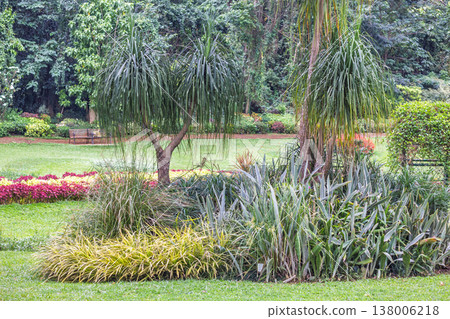 Peradeniya, Royal Botanic Gardens near of Kandy town in Sri Lanka. Lush Tropical Garden with Vibrant Greenery, Exotic Plants, and Serene Landscape Design Perfect for Nature-Inspired Themes Peradeniya, Royal Botanic Gardens near of Kandy town in Sri Lanka. Lush Tropical Garden with Vibrant Greenery, Exotic Plants, and Serene Landscape Design Perfect for Nature-Inspired Themes 138006218