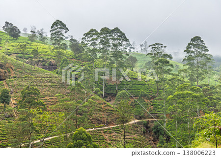 A verdant tea plantation hillside near Nuwara Eliya in Sri Lanka. Lush Green Plantation Terraces and Tall Trees on a Misty Hillside Landscape with Winding Path A verdant tea plantation hillside near Nuwara Eliya in Sri Lanka. Lush Green Plantation Terraces and Tall Trees on a Misty Hillside Landscape with Winding Path 138006223
