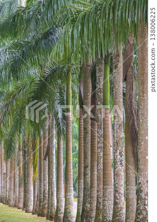 Peradeniya, Royal Botanic Gardens near of Kandy town in Sri Lanka. Vibrant Tropical Palm Trees Line a Scenic Pathway, Showcasing Lush Green Foliage and Textured Trunks Under Natural Light Peradeniya, Royal Botanic Gardens near of Kandy town in Sri Lanka. Vibrant Tropical Palm Trees Line a Scenic Pathway, Showcasing Lush Green Foliage and Textured Trunks Under Natural Light 138006225