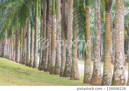 Peradeniya, Royal Botanic Gardens near of Kandy town in Sri Lanka. Natural Tunnel of Tall Tropical Palm Tree Trunks and Green Fronds Aligned in a Lush Garden or Park Setting on a Bright Day Peradeniya, Royal Botanic Gardens near of Kandy town in Sri Lanka. Natural Tunnel of Tall Tropical Palm Tree Trunks and Green Fronds Aligned in a Lush Garden or Park Setting on a Bright Day 138006226