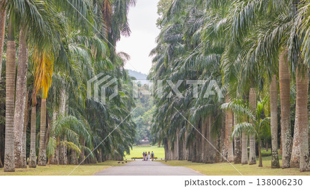 Peradeniya, Royal Botanic Gardens near of Kandy town in Sri Lanka. Majestic avenue of palm trees line a winding pathway through a lush botanical garden on a bright overcast day, fostering peace Peradeniya, Royal Botanic Gardens near of Kandy town in Sri Lanka. Majestic avenue of palm trees line a winding pathway through a lush botanical garden on a bright overcast day, fostering peace 138006230