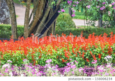 Peradeniya, Royal Botanic Gardens near of Kandy town in Sri Lanka. Vibrant Red and Purple Flowers Bloom in a Lush Green Garden, Creating a Serene and Colorful Nature Scene on a Bright Day Peradeniya, Royal Botanic Gardens near of Kandy town in Sri Lanka. Vibrant Red and Purple Flowers Bloom in a Lush Green Garden, Creating a Serene and Colorful Nature Scene on a Bright Day 138006234