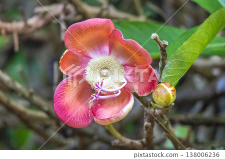 Peradeniya, Royal Botanic Gardens near of Kandy town in Sri Lanka. Vibrant Tropical Blossom with Pearl-like Pistil and Developing Bud, Showcasing Exotic Nature's Delicate Beauty in Detail 138006236