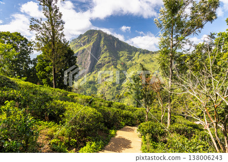Ella rock mountain in Sri Lanka. Vibrant green nature landscape with a narrow path through lush terrain, leading toward imposing mountain peaks under a bright sky Ella rock mountain in Sri Lanka. Vibrant green nature landscape with a narrow path through lush terrain, leading toward imposing mountain peaks under a bright sky 138006243