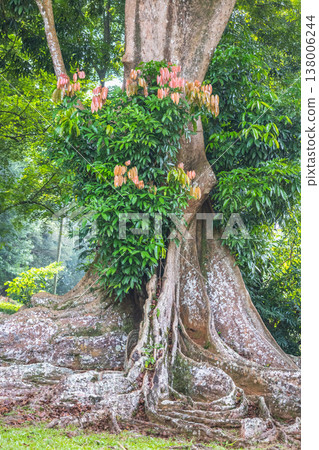 Peradeniya, Royal Botanic Gardens near of Kandy town in Sri Lanka. Ancient Tropical Tree with Massive Buttress Roots and Green Foliage, Emitting a Sense of Strength and Natural Beauty Peradeniya, Royal Botanic Gardens near of Kandy town in Sri Lanka. Ancient Tropical Tree with Massive Buttress Roots and Green Foliage, Emitting a Sense of Strength and Natural Beauty 138006244