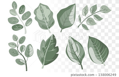 Modern Botanical Leaf Vector Set Minimalist Sage Green Foliage Icons for Eco-Friendly Branding, Organic Skincare Packaging and Wellness Web Design Modern Botanical Leaf Vector Set Minimalist Sage Green Foliage Icons for Eco-Friendly Branding, Organic Skincare Packaging and Wellness Web Design 138006249