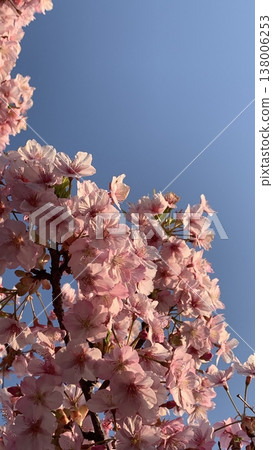 Kawazu cherry blossoms in bloom near Minoh Kayano Station 138006253