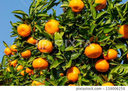 Orange garden Orange garden 138006258