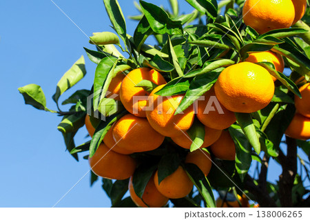 橙色的花園 138006265