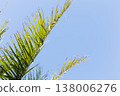 Green Fronds Stretch Towards Blue Sky. Bright Sunlight Highlights Tropical Foliage Against Azure Backdrop 138006276