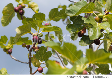 Sunlit Orchard With Ripe Figs. Vivid Garden Setting Showcasing Ripened Fruits Under Sunny Summer Sky Sunlit Orchard With Ripe Figs. Vivid Garden Setting Showcasing Ripened Fruits Under Sunny Summer Sky 138006279