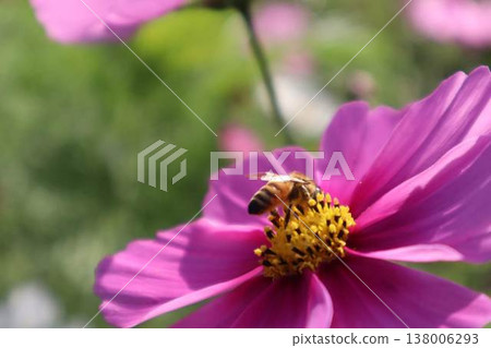 蜜蜂蜂蜜吸吮宇宙蜂蜜 蜜蜂蜂蜜吸吮宇宙蜂蜜 138006293