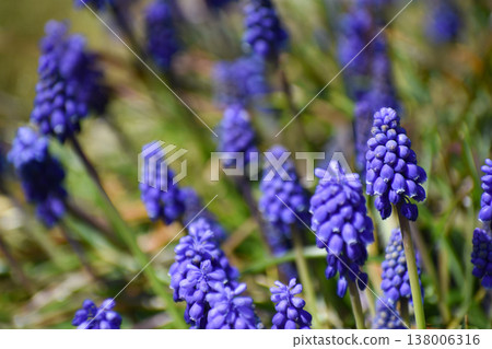 Muscari flowers 138006316