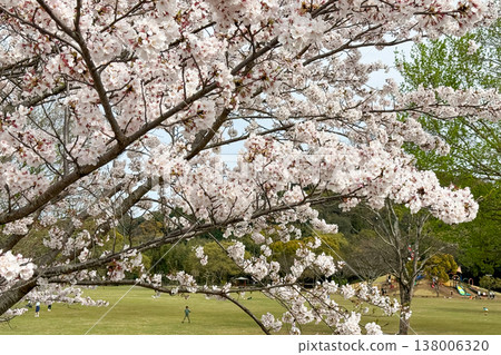 Cherry blossom trees in full bloom at Nanasegawa Nature Park Cherry blossom trees in full bloom at Nanasegawa Nature Park 138006320