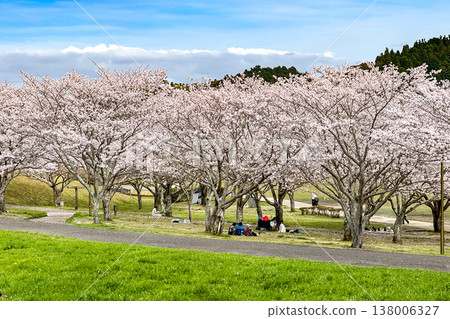 七瀨川自然公園的櫻花樹正值盛開期 七瀨川自然公園的櫻花樹正值盛開期 138006327