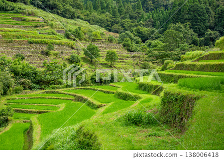 Ryogo Rice Terraces in Innai, Usa City Ryogo Rice Terraces in Innai, Usa City 138006418