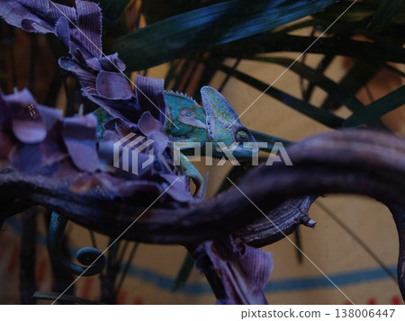 Blue Green Chameleon on Purple Decorative Branch Blue Green Chameleon on Purple Decorative Branch 138006447