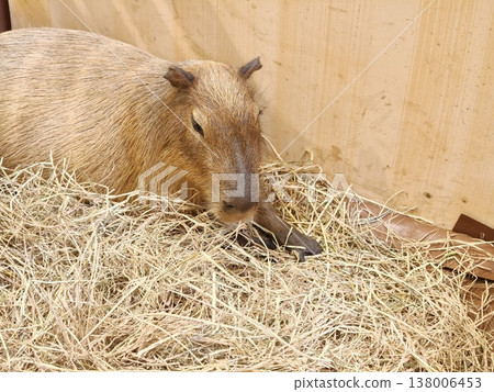 Capybara Napping in Hay Corner of Shelter Capybara Napping in Hay Corner of Shelter 138006453