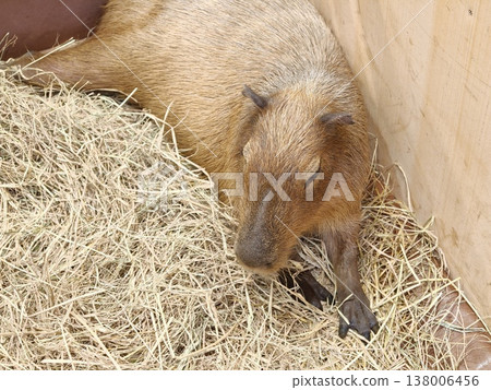 Capybara Sleeping on Hay in Zoo Enclosure Capybara Sleeping on Hay in Zoo Enclosure 138006456