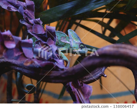Chameleon Side Profile on Branch Colorful Setting Chameleon Side Profile on Branch Colorful Setting 138006457