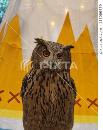 Eurasian Eagle Owl Frontal Portrait Orange Eyes Eurasian Eagle Owl Frontal Portrait Orange Eyes 138006479