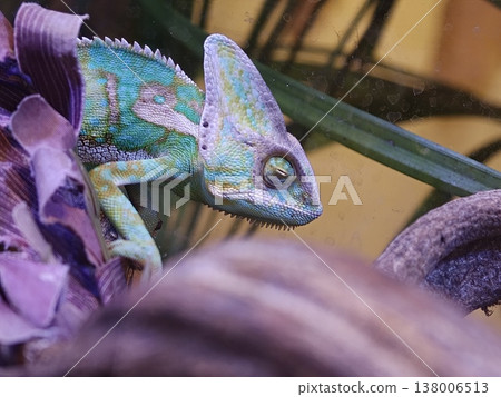 Veiled Chameleon Close Up Portrait in Terrarium Veiled Chameleon Close Up Portrait in Terrarium 138006513