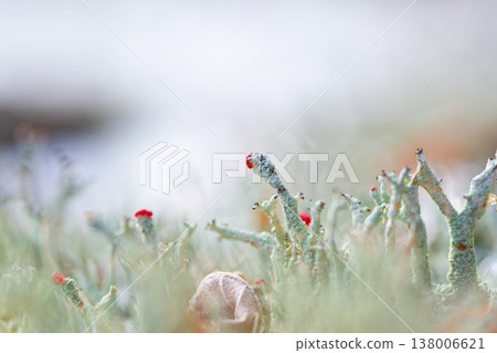 January at Nasu Onsen Shrine: Macro photography of lichens (a type of moss) growing on trees. 138006621