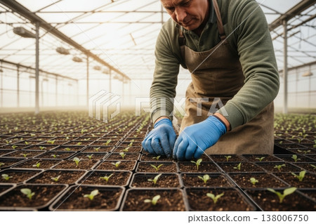 Professional gardener checking small sprouts in plastic pots at commercial hothouse farm Professional gardener checking small sprouts in plastic pots at commercial hothouse farm 138006750