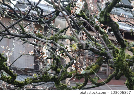 A Japanese white-eye perches on a cherry blossom that has just begun to bloom. A Japanese white-eye perches on a cherry blossom that has just begun to bloom. 138006897