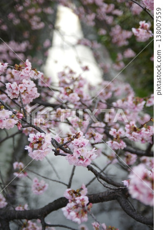 櫻花和豆芽 櫻花和豆芽 138007559