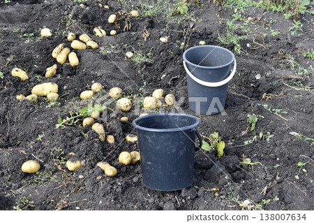 Digging potatoes. Buckets of potatoes in the field. Yellow potato tubers. Digging potatoes. Buckets of potatoes in the field. Yellow potato tubers. 138007634