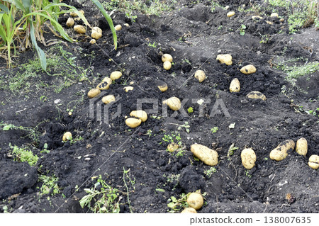Digging potatoes. Yellow potato tubers in the ground. Digging potatoes. Yellow potato tubers in the ground. 138007635