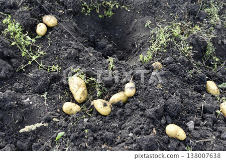Digging potatoes. Yellow potato tubers in the ground. Digging potatoes. Yellow potato tubers in the ground. 138007638