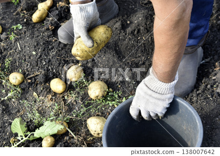 Digging potatoes. The hand takes the potato. Yellow potato tubers. Digging potatoes. The hand takes the potato. Yellow potato tubers. 138007642