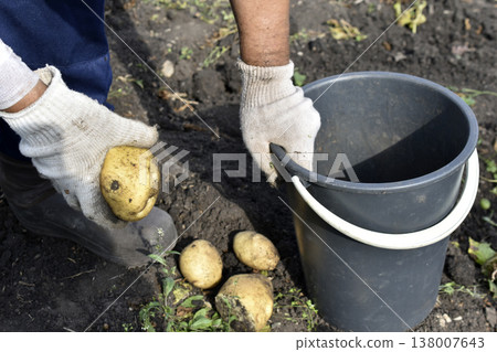 Digging potatoes. The hand takes the potato. Yellow potato tubers. 138007643