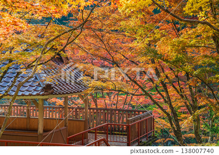 Autumn foliage at Oihira Park in Toyota City (Aichi Prefecture) Autumn foliage at Oihira Park in Toyota City (Aichi Prefecture) 138007740