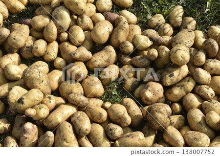 Digging potatoes. Yellow potato tubers. A pile of dug-out yellow potatoes. A new potato crop. Digging potatoes. Yellow potato tubers. A pile of dug-out yellow potatoes. A new potato crop. 138007752