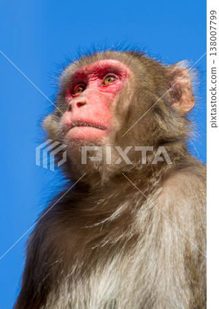 Takasakiyama monkey Takasakiyama monkey 138007799