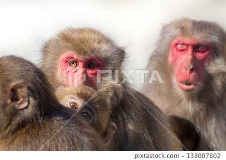 Takasakiyama monkey Takasakiyama monkey 138007802