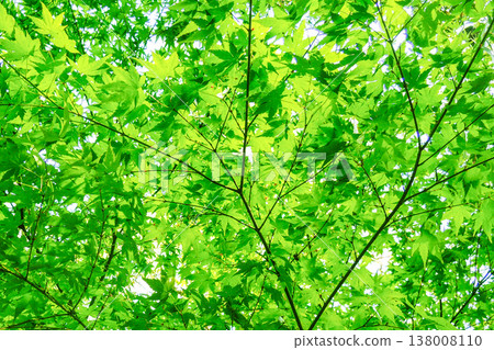 Fresh green maple Fresh green maple 138008110