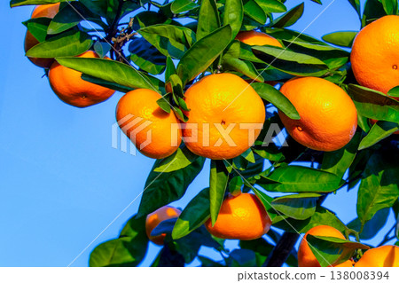 Orange garden Orange garden 138008394