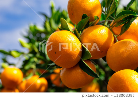 Orange garden Orange garden 138008395