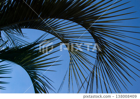 Coconut leaves 138008409