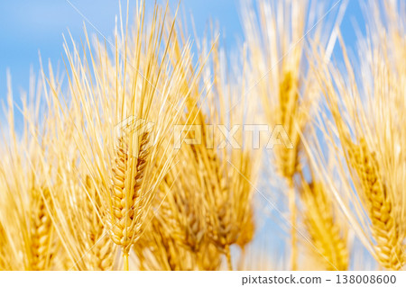 大麥的耳朵 138008600